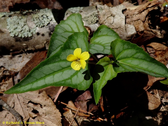 {Viola hastata}